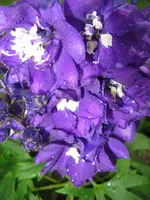 IMG_0104_788x1050.webp