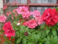 Blumenkasten am Werkstattfenster2.webp