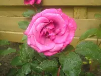 Soviel zum Thema Farbe vom Etikett - hier blassrosa.webp