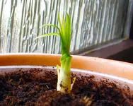 Dracaena.webp