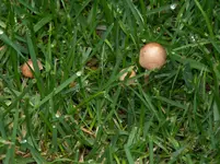 100_1744.webp
