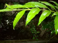 ALIM0385.webp
