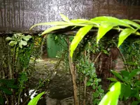 ALIM0387.webp