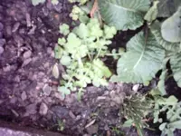 spiegeleierblume3.webp
