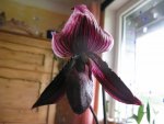 IMG_paphiopedilum callosum jack_1024x768.jpg