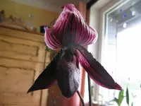 IMG_paphiopedilum callosum jack_1024x768.webp
