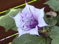 Datura.webp