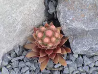 DSC03869.webp