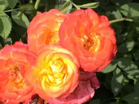 DSC03874.webp