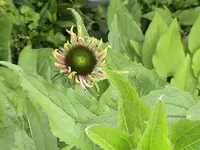 Echinacea.webp