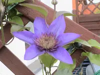 gefüllte blaue Clematis.webp