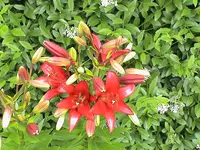 Lilie.webp