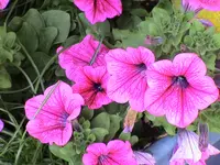 Petunie.webp