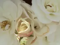 Rose a Rosenbogen.webp