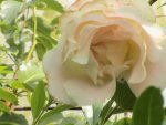 weiße Rose a GH.JPG