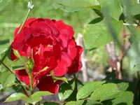DSCN6932.webp