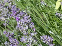 DSCN6935.webp