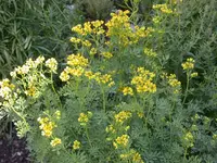 DSCN6927.webp