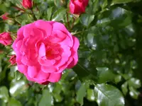 DSCN6915.webp