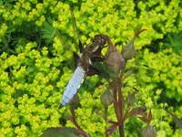 Libelle.webp