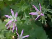 DSCN6834.webp