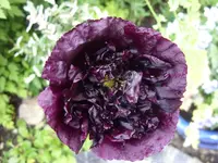 Mohn schwarz  Portrait.webp