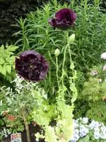 Mohn schwarz.webp