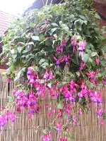 Fuchsie.webp