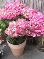 Hortensie.webp