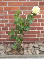 Rose gelb.webp