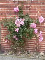 Rose rosa.webp