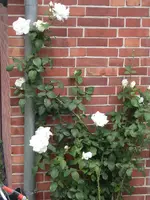 Rose weiß.webp