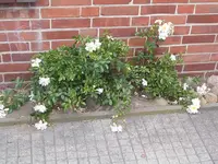 Wilde Rose.webp