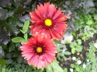 Kokardenblume rot.webp