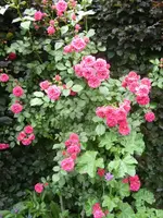 Strauchrose im Juni.webp
