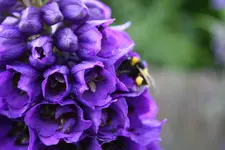 Juni 09 005.webp