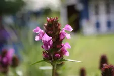 Juni 09 037.webp
