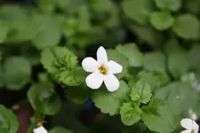 Juni 09 039.webp
