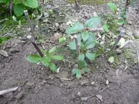 12.6.09 169.jpg Stecklinge v. Fj..webp