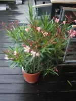 L1050303.webp