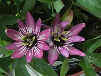 L1050304.webp