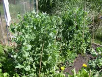 1.Juni 2009 (27).webp