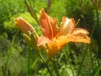 Taglilie im Abendlicht.webp