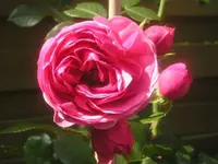 Rose vom TOOM.webp