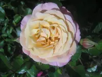 Kordes-Rose.webp