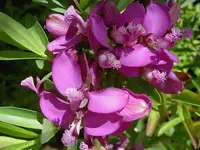 Blumen + Pflanzen alt 487 v.webp