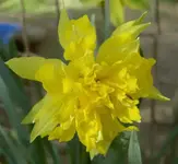 Blumen + Pflanzen alt 669 v.webp