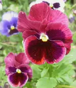 Blumen + Pflanzen alt 710 v.webp