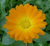 Blumen + Pflanzen alt 743 v.webp
