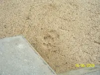 100_1861.webp